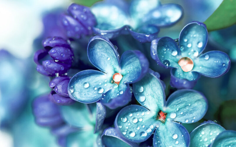 Blue Hydrangea Flowers — Serene, Spring
