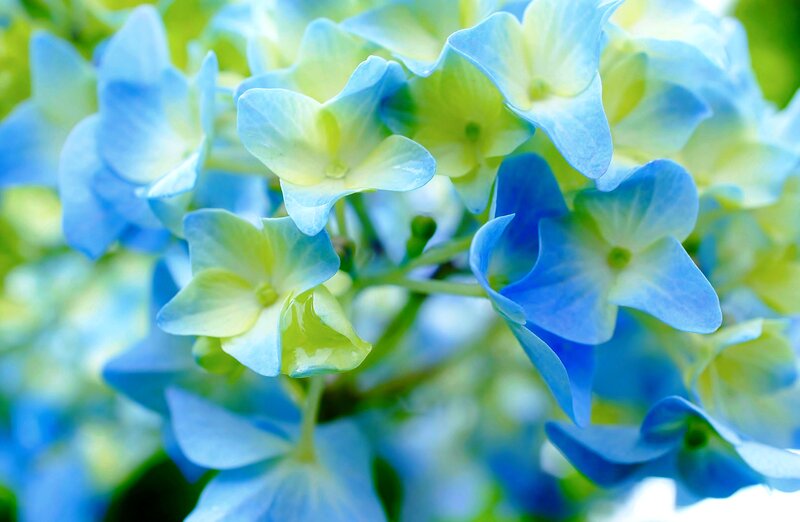 Blue Hydrangea Flowers — Serene, Summer, Photograph, Bloom