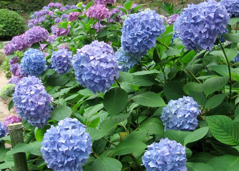 Blue Hydrangea Flowers — Serene, Summer, Photograph, Green Leaves, Garden