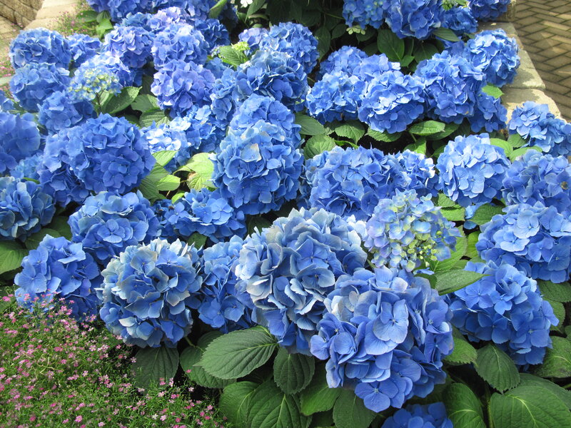 Blue Hydrangea Flowers — Serene, Summer, Photograph, Green Leaves