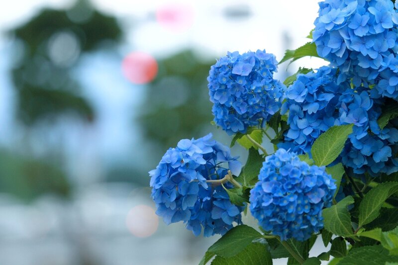Blue Hydrangea Flowers — Serene, Summer, Photograph