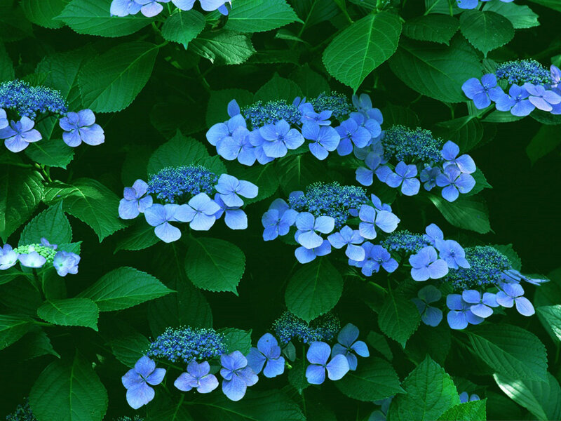 Blue Hydrangea Flowers — Serene, Summer