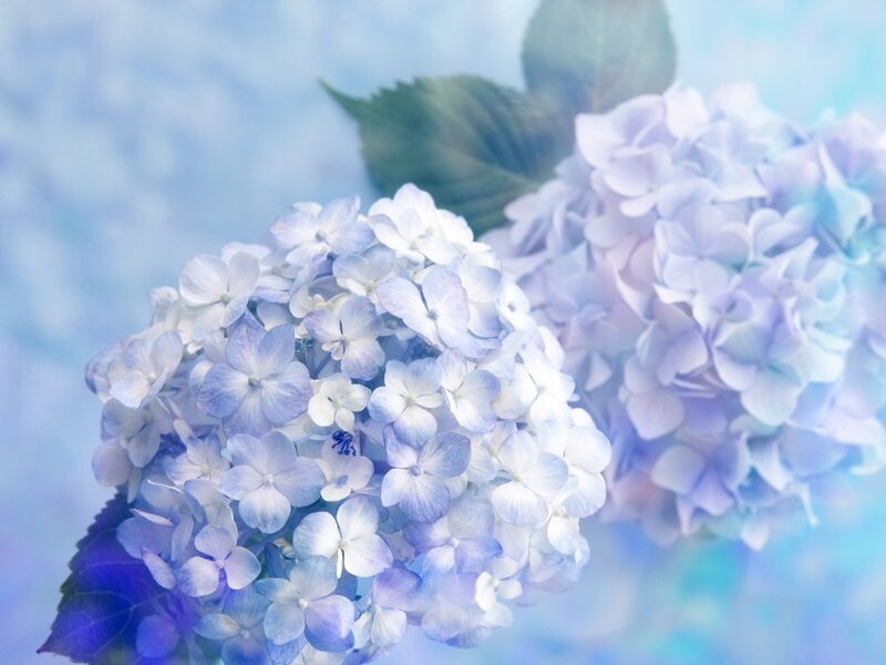 Blue Hydrangea Flowers — Serene
