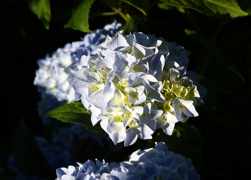 Blue Hydrangea Flowers — White