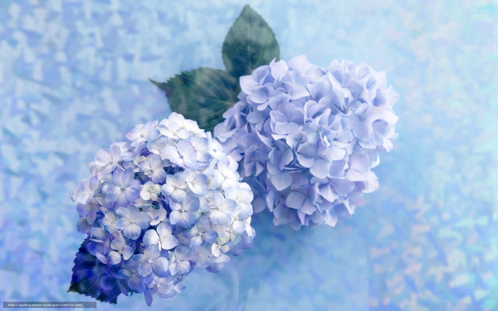 Blue hydrangea flowers