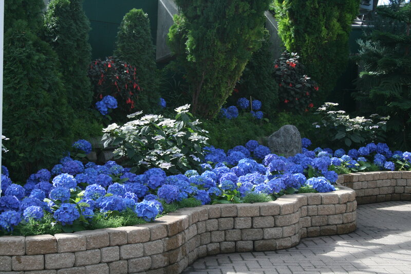 Blue Hydrangea Garden
