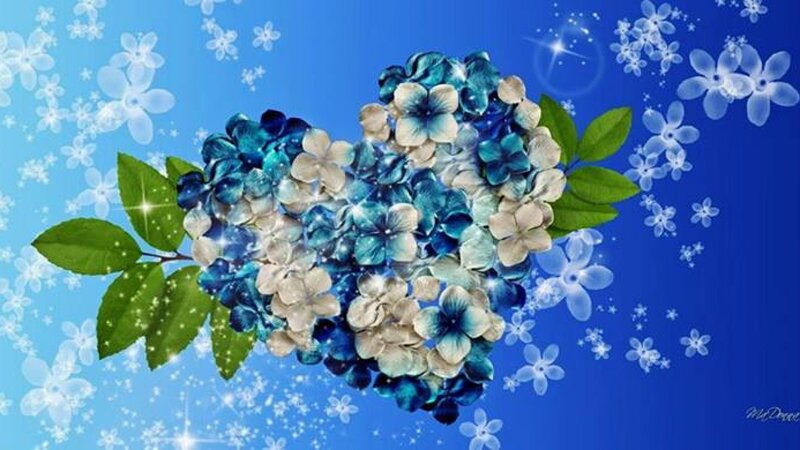 Blue Hydrangea Heart — Serene