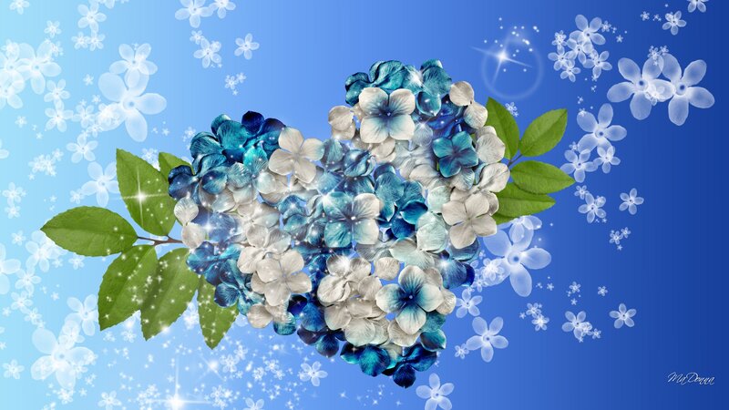 Blue Hydrangea Heart