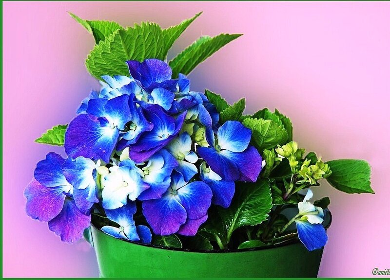 Blue hydrangea in a green pot