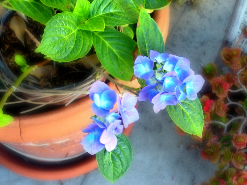 blue hydrangea in a pot
