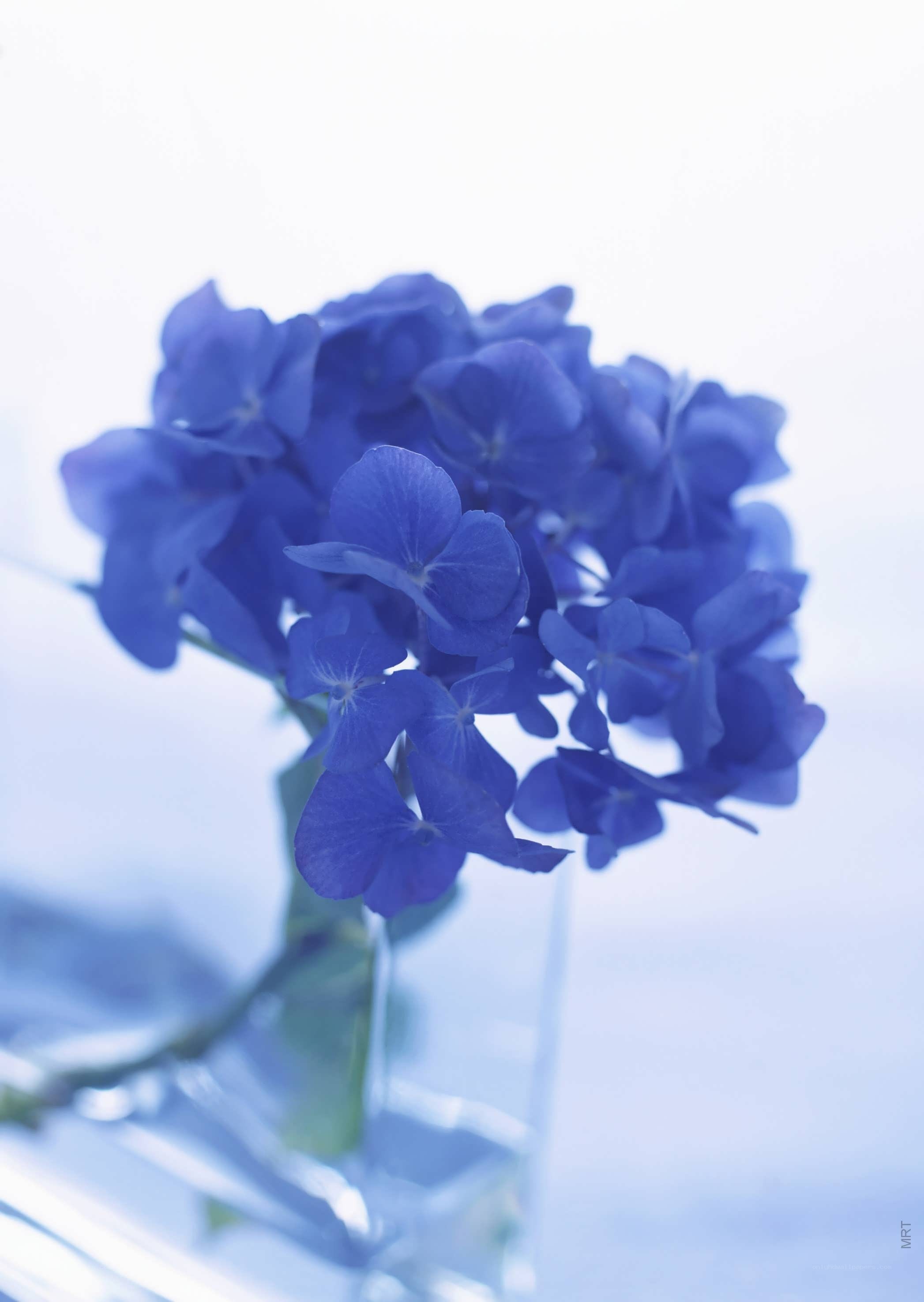 Blue hydrangea in a vase