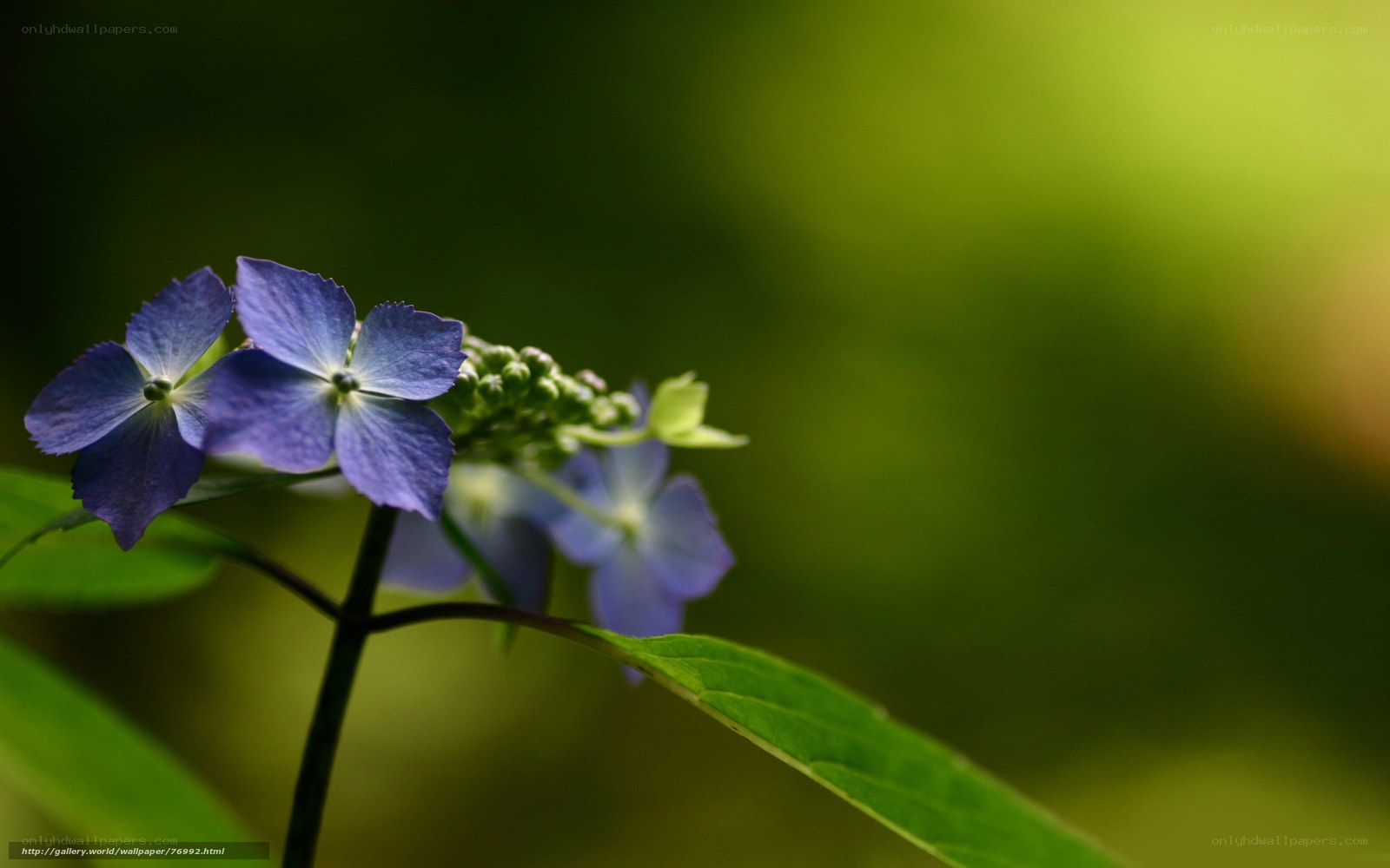 Blue hydrangea in garden