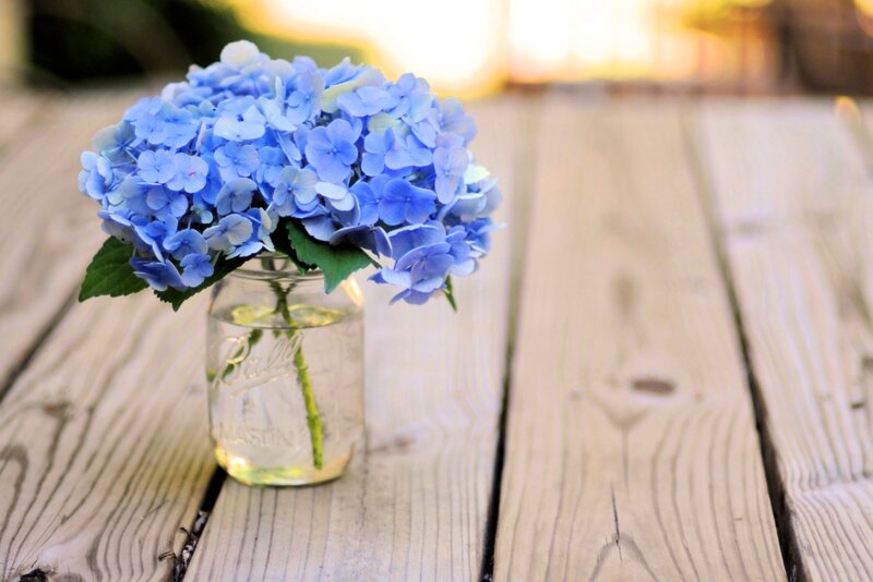 Blue Hydrangea in Jar