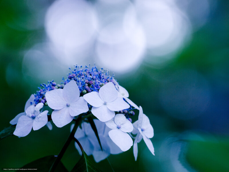 Blue hydrangea in soft focus