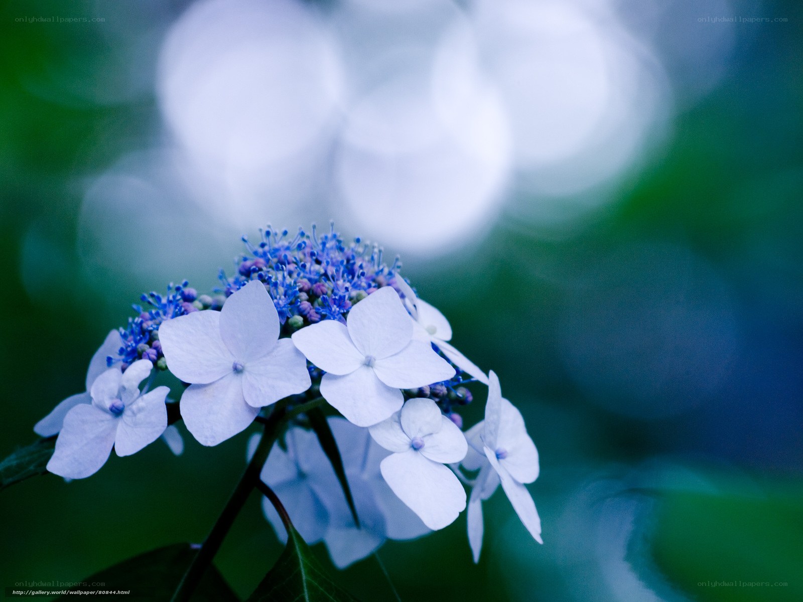 Blue hydrangea in soft focus