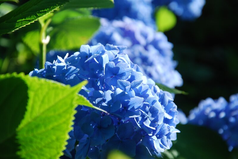 Blue hydrangea in sunlight