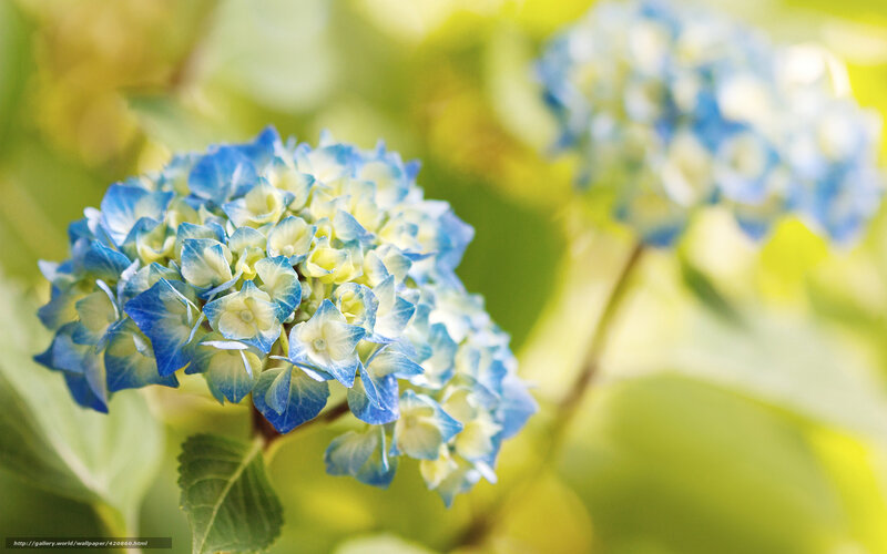 Blue hydrangea in sunlight