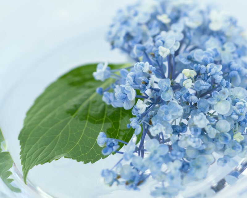 blue hydrangea in water