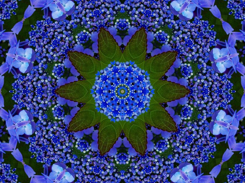 Blue Hydrangea Mandala