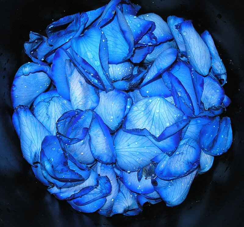 Blue Hydrangea Petals