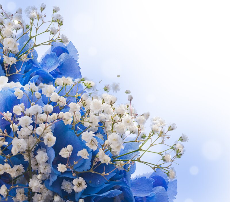 Blue Hydrangea with Baby's Breath — Serene, Morning