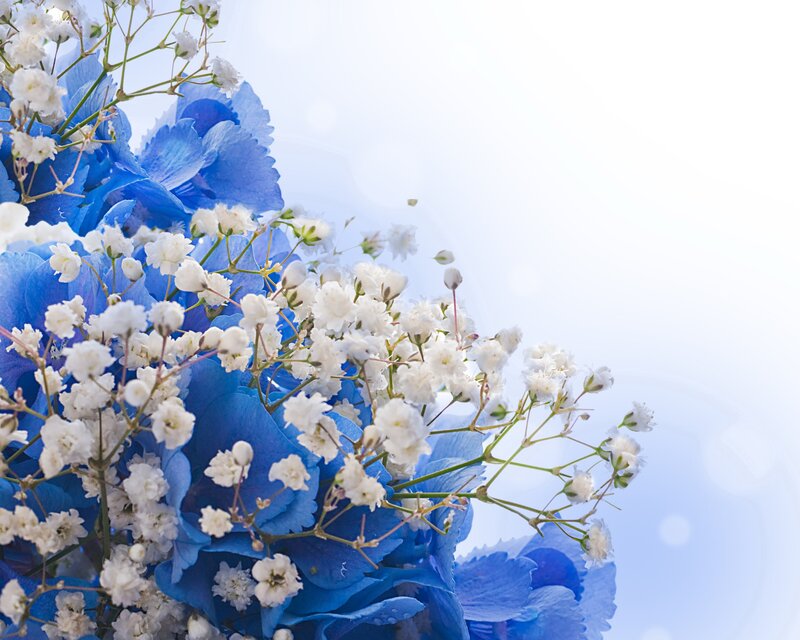 Blue Hydrangea with Baby's Breath — Serene