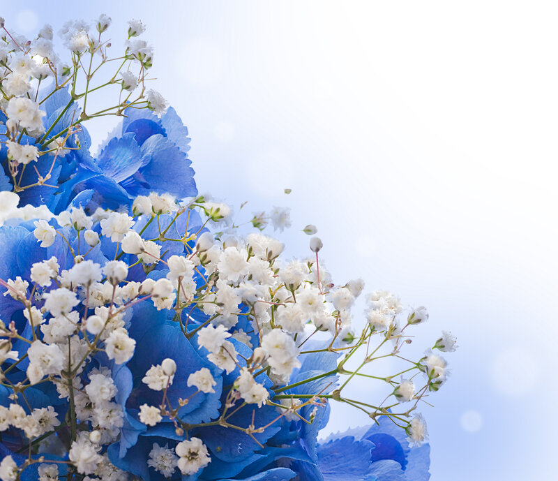 Blue Hydrangea with Baby's Breath