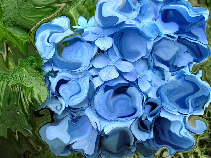 Blue hydrangea with green leaves