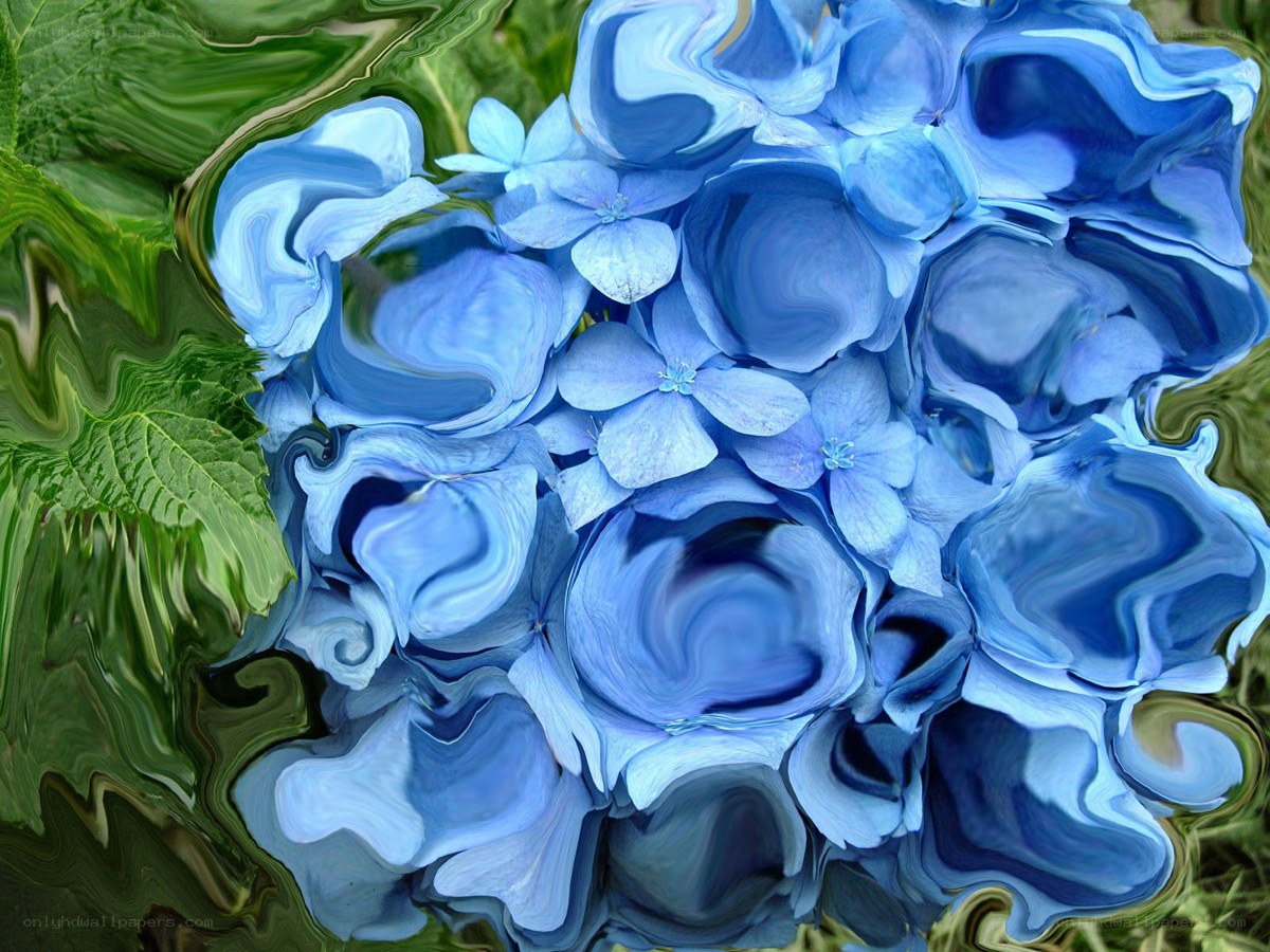 Blue hydrangea with green leaves