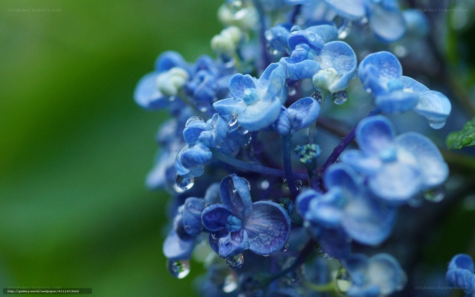 Blue hydrangea with water droplets
