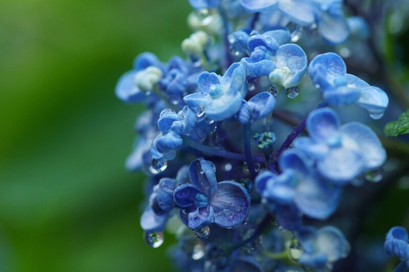 blue hydrangea with water droplets