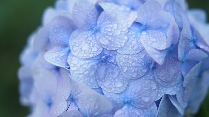 blue hydrangea with water droplets
