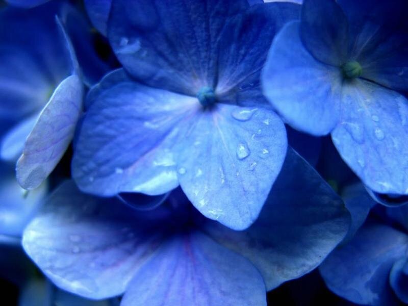 Blue hydrangea with water droplets