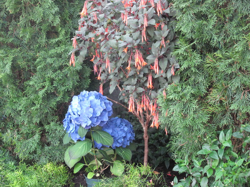 Blue Hydrangeas and Fuchsia
