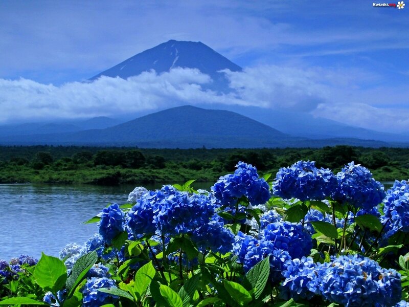 Blue Hydrangeas and Mountain — Serene