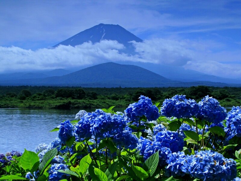 Blue Hydrangeas and Mountain