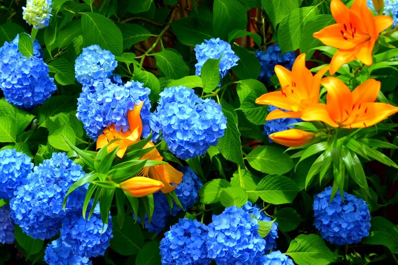 Blue Hydrangeas and Orange Lilies