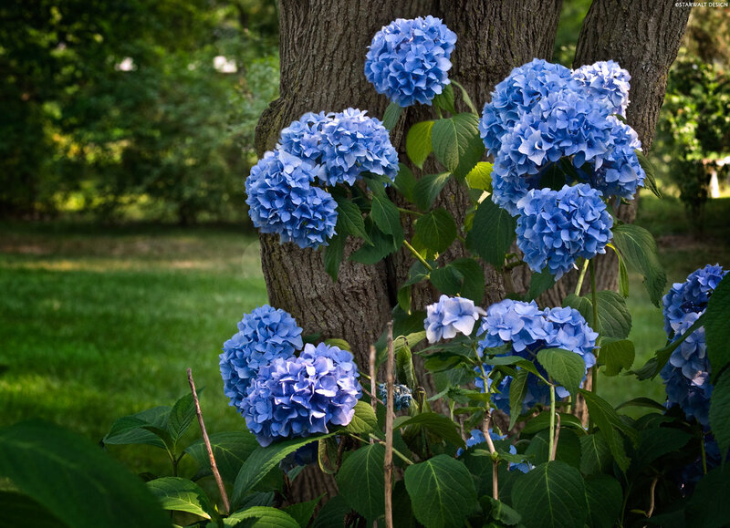 Blue hydrangeas by a tree