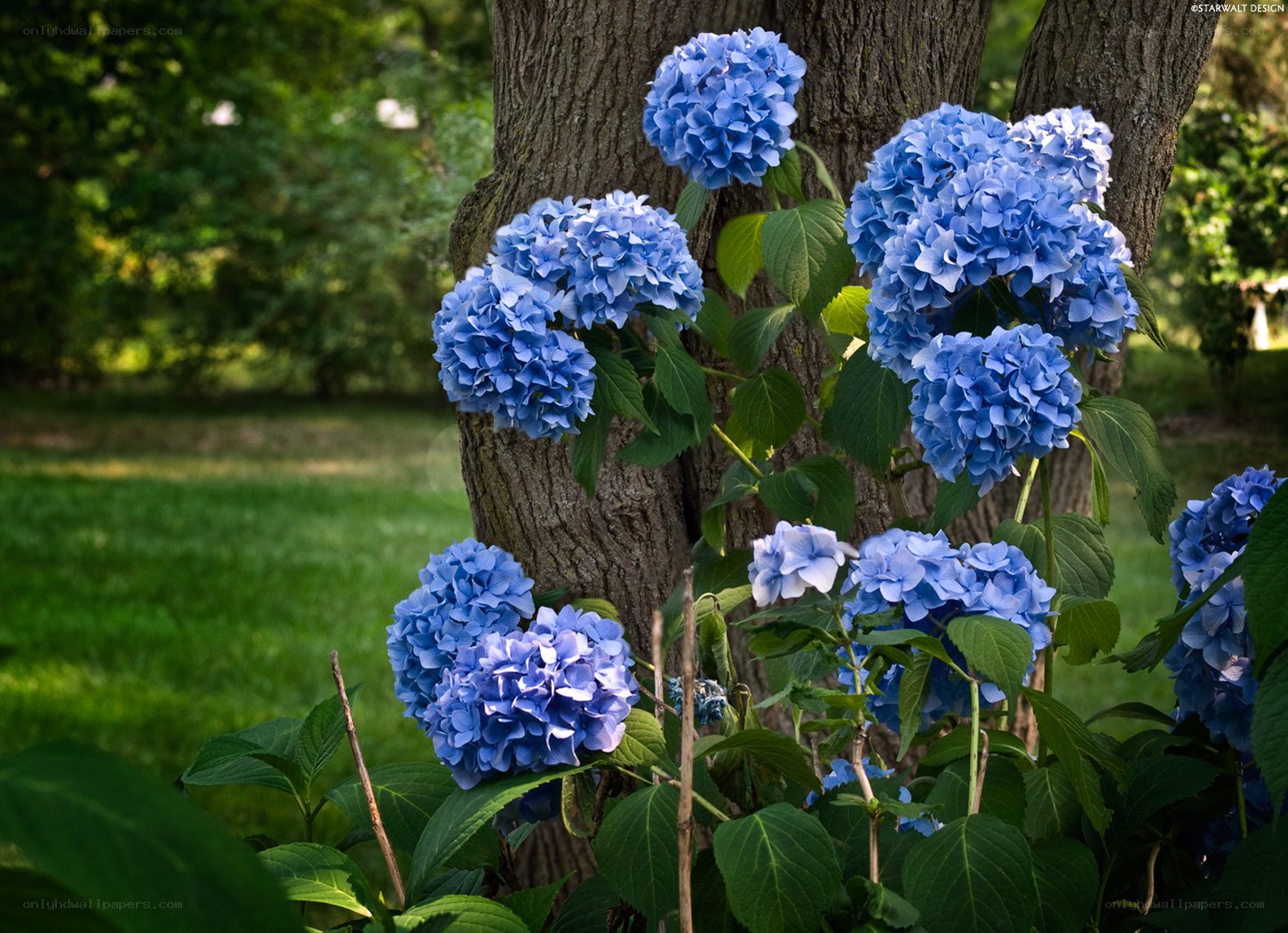 Blue hydrangeas by a tree