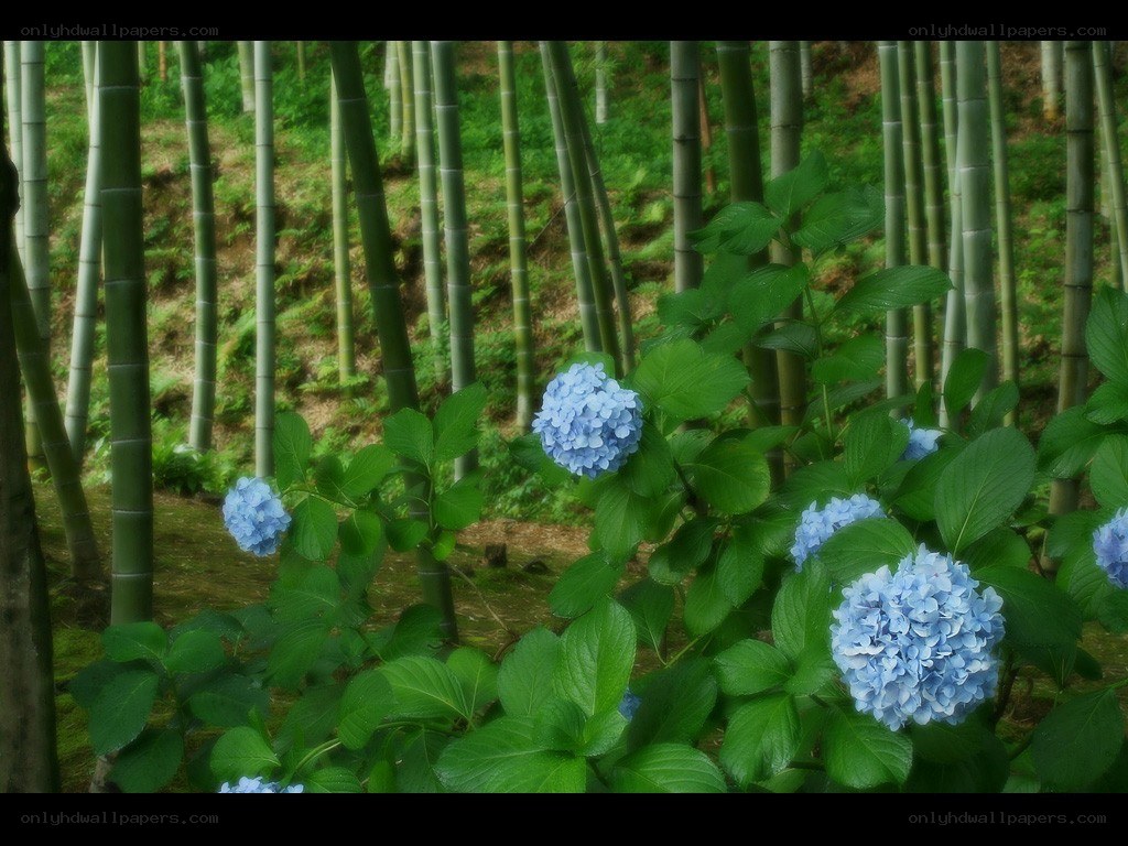 Blue hydrangeas in a bamboo forest