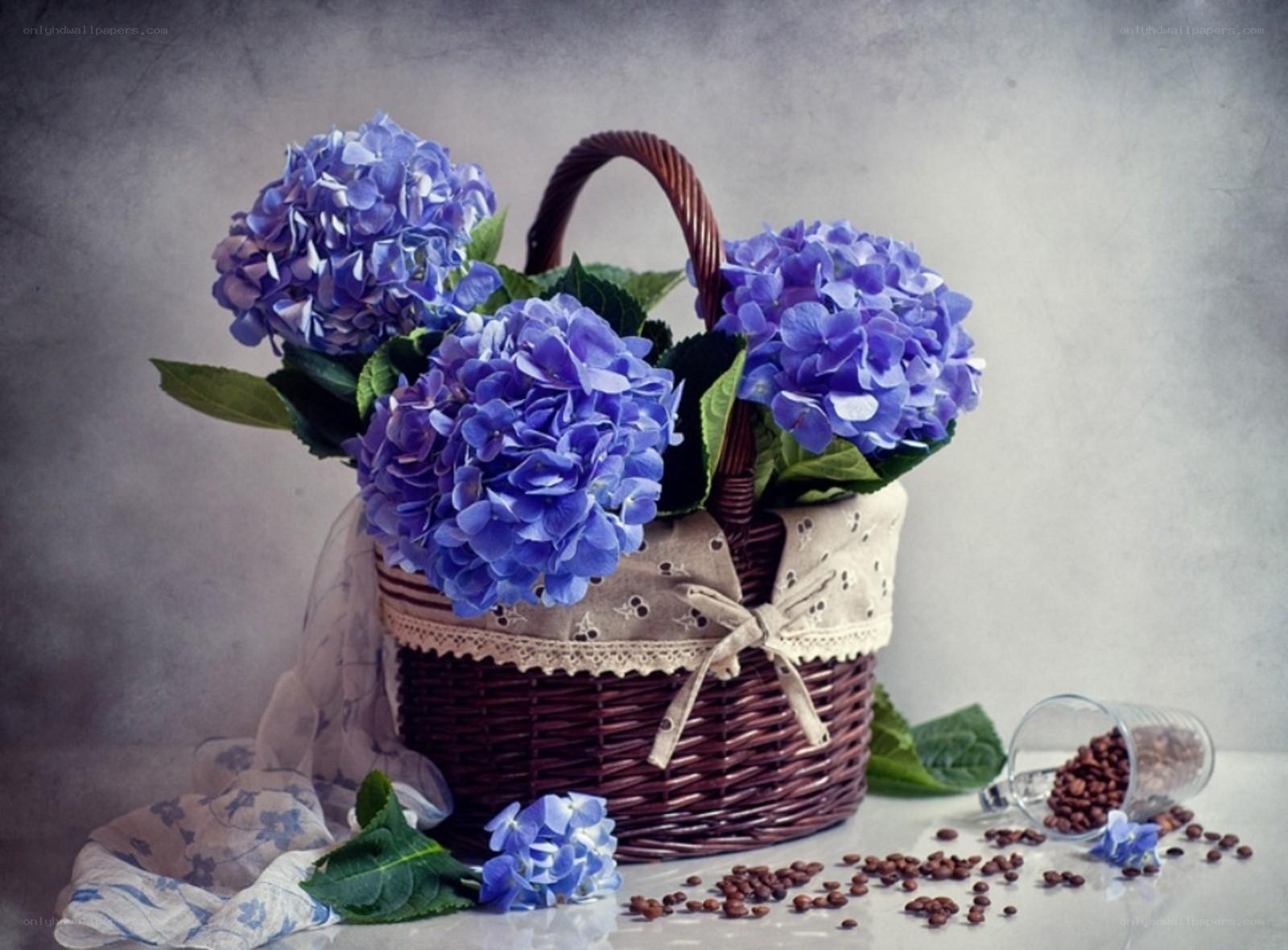 Blue hydrangeas in a basket