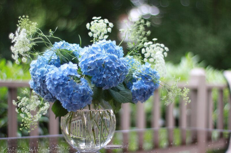 Blue hydrangeas in a vase