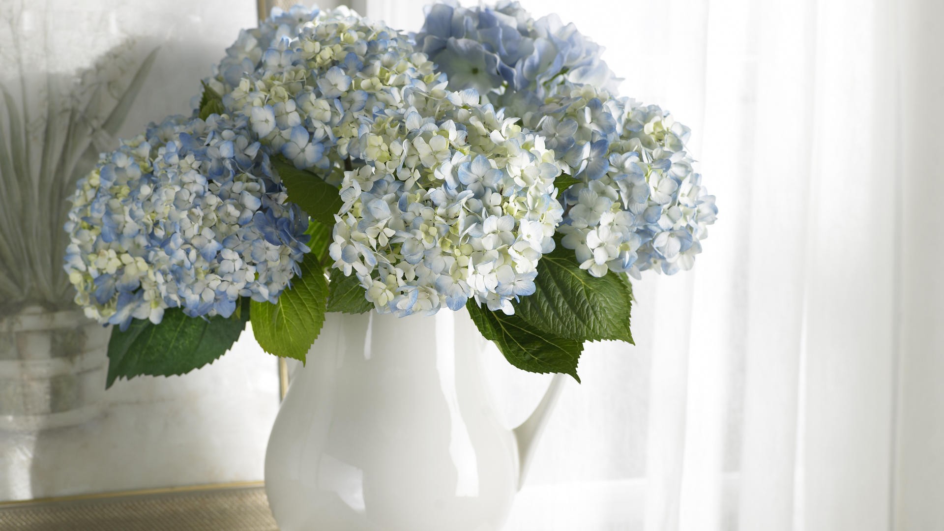 Blue hydrangeas in a white vase