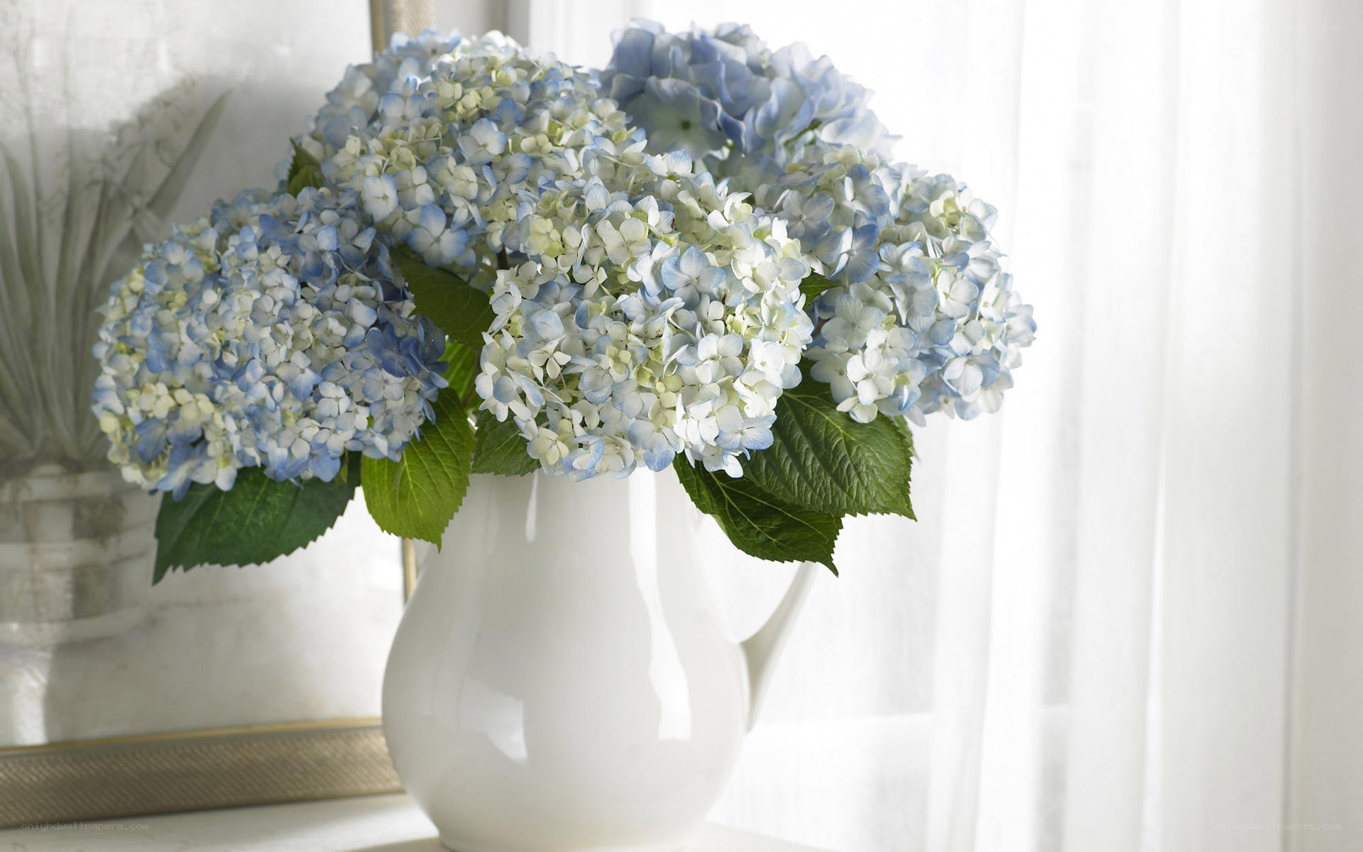 blue hydrangeas in a white vase