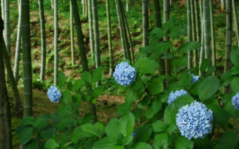 blue hydrangeas in bamboo forest