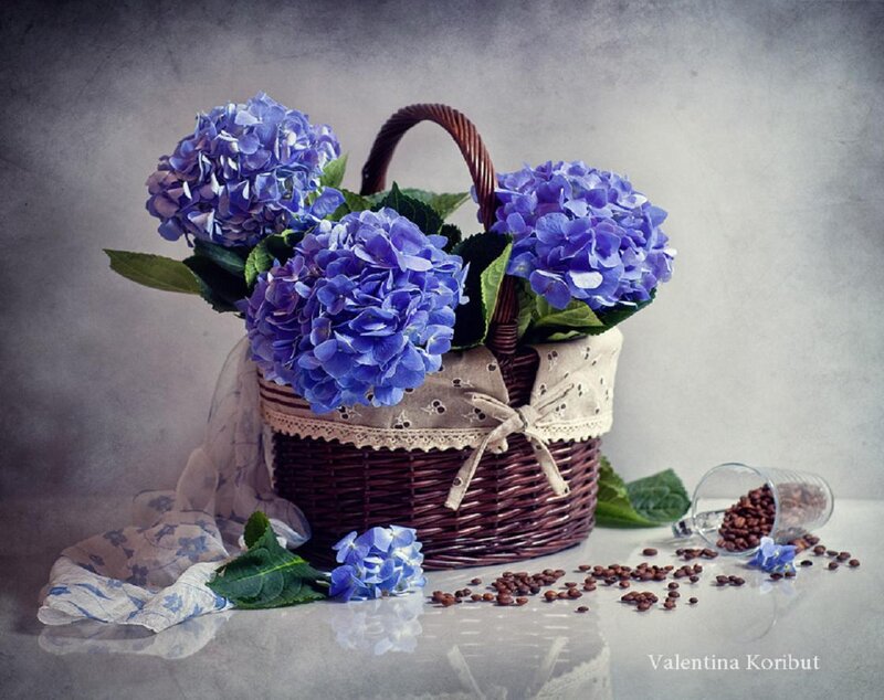 Blue Hydrangeas in Basket — Serene