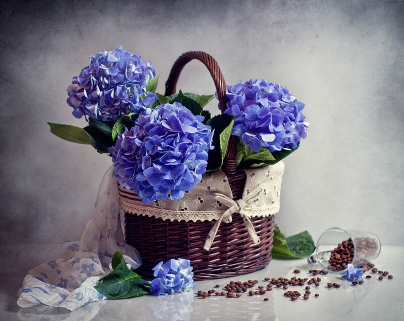 Blue Hydrangeas in Basket