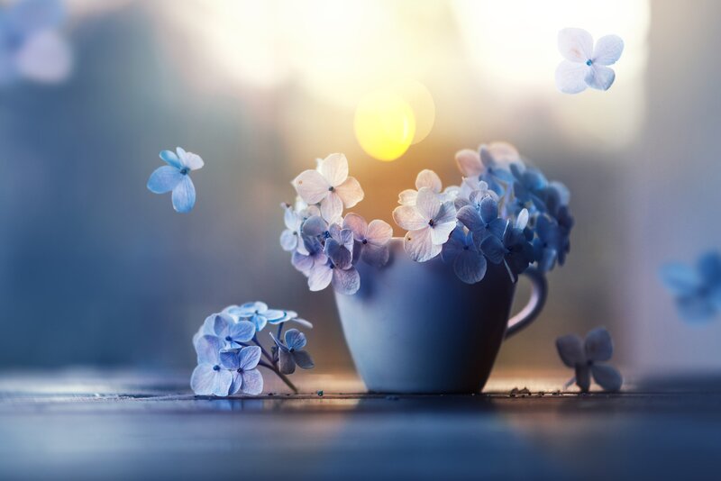 Blue Hydrangeas in Cup