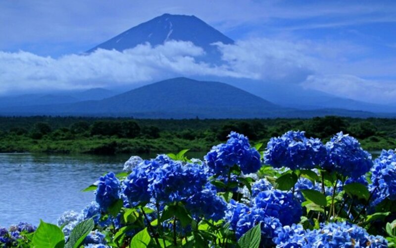 Blue Hydrangeas in Foreground