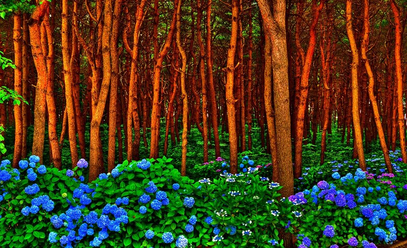 Blue Hydrangeas in Forest — Serene, Summer